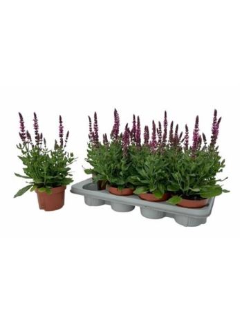 SALVIA NE SE DP ROSE