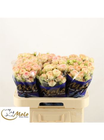 R TR AZORE 60CM