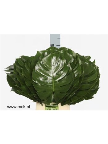 MONSTERA BLAD