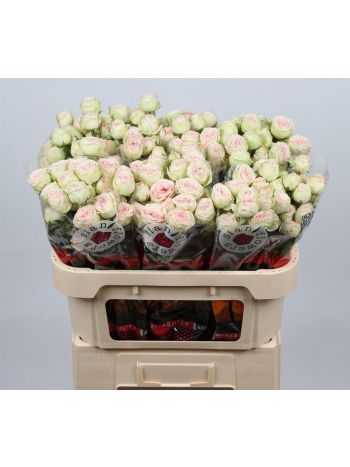 R TR SWEET GELATO 70CM