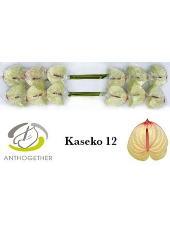 ANTH A KASEKO *12