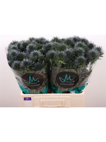 ERYN SCORPIU QUESTAR 60CM
