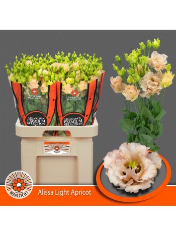 EUS G ALISSA LIGHT APRICOT