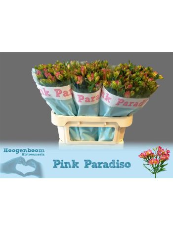 ALST FL PIN PARADISO