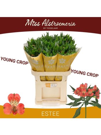 ALSTR ESTEE