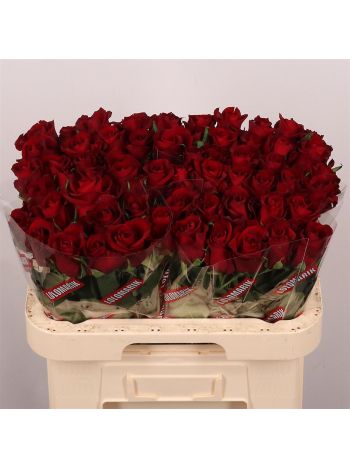 R GR EVER RED 60CM