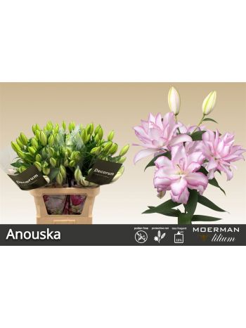 LI OR DU ANOUSKA