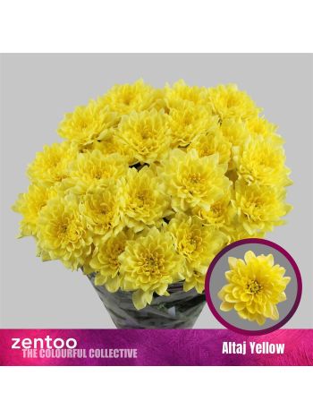 CHR T  S. ALTAJ YELLOW
