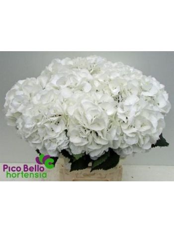 HYDR M SCHNEEBALL 60CM