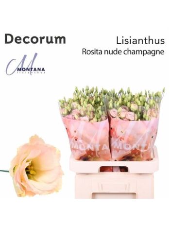 EUS G ROSI CHAMPAGNE
