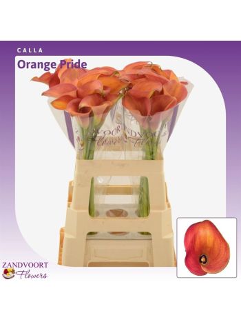 ZANT ORANGE PRIDE 60CM