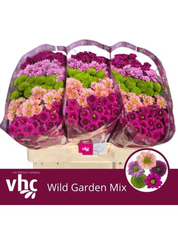 CHR SAN GEM - WILD