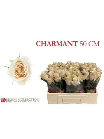 R GR5 CHARMANT