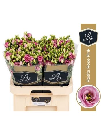 EUS G ROSI ROSE PINK