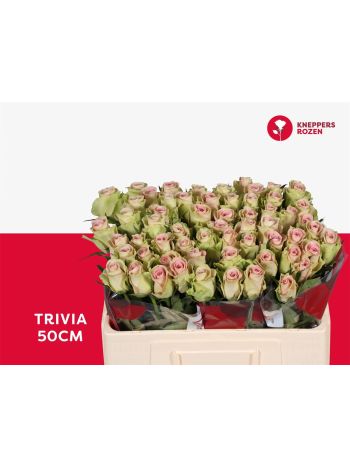 R GR5 TRIVIA
