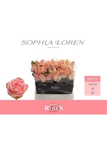 R GR4 SOPHIA LOREN