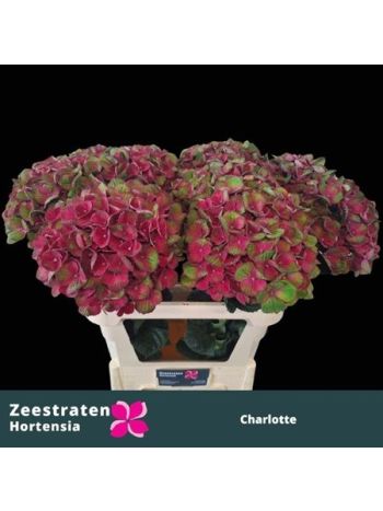HYDR M MAG CHARLOTTE 65CM