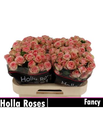 R TR FANCY 60CM