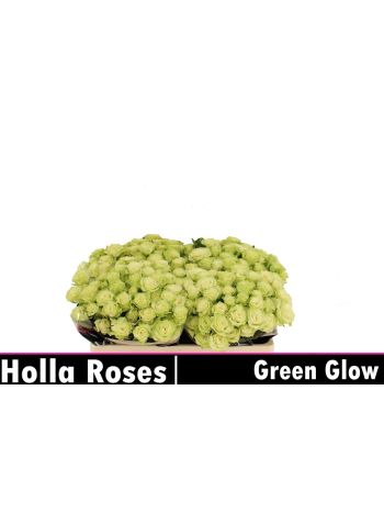 R TR5 GREEN GLOW