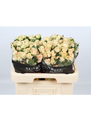 R TR SANCERRE 60CM