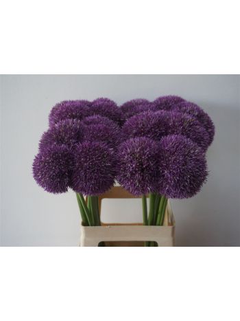 ALLIUM PINBALL WIZAR