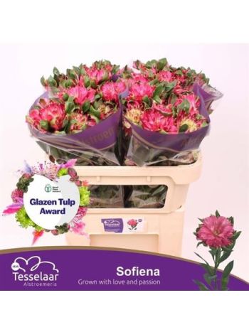ALST SOFIENA