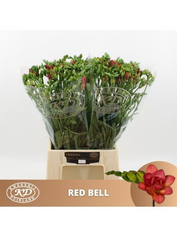 FR DU RED BELL