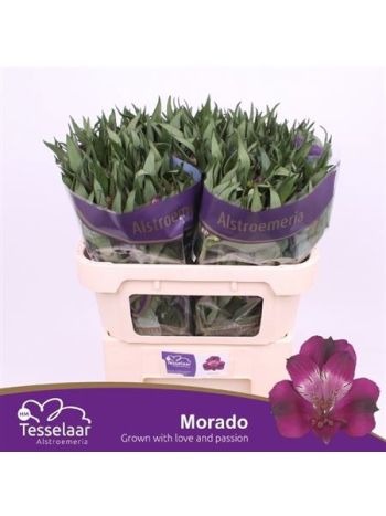 ALSTR MORADO