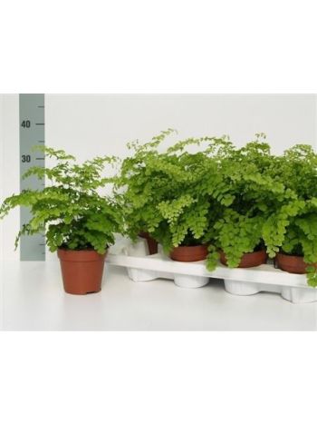 ADIAN RAD FRAGRANS