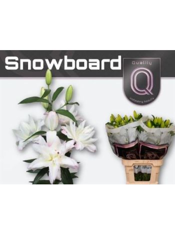 LI OR DU SNOWBOARD