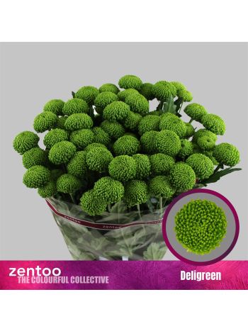 CHR T DELIGREEN