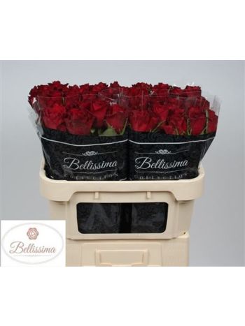 R GR EVER RED 70CM