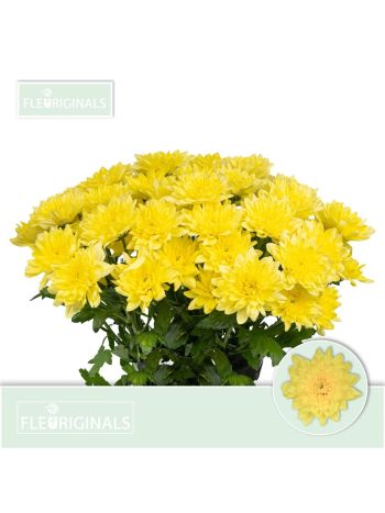 CHR T  S. BALTICA YELLOW