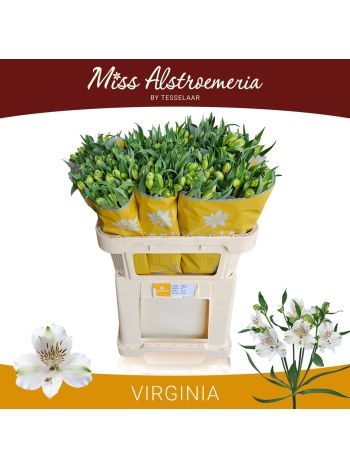 ALSTR VIRGINIA