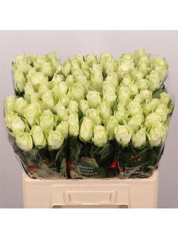 R GR ATHENA 60CM