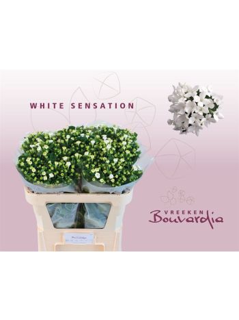 BOU EN WHI SENSATION