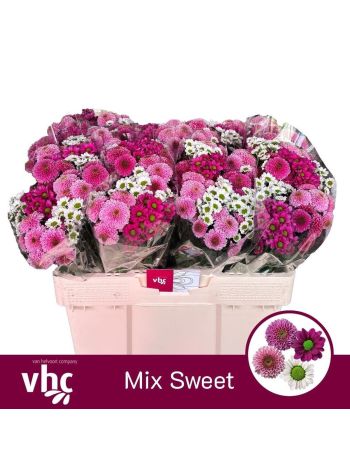 CHR SAN GEM - SWEET