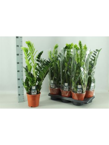 ZAMIOCULCAS ZAMIIFOL