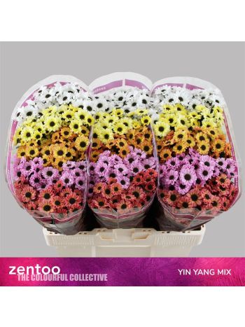 CHR SAN GEM - YIN YANG