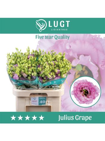 EUS G JULIUS GRAPE