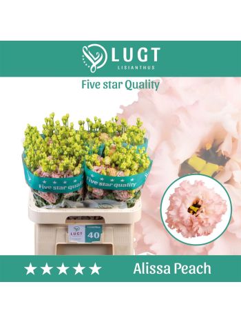 EUS G ALISSA PEACH