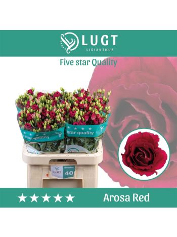 EUS G AROSA RED