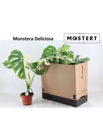 MONSTERA DEL VARIEGA AKCIO