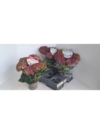 HYDR M 7+ REMBR ROSSO G
