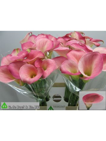 ZANT CANDY DREAM 70CM