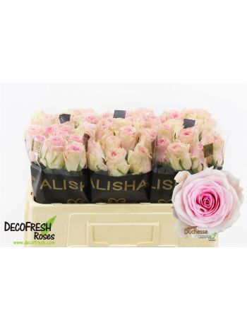 R GR5 DUCHESSE