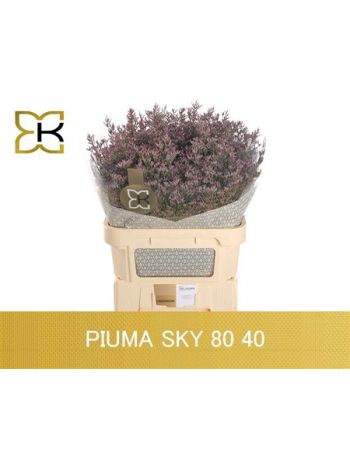 LIM SAF PINK SKY 80CM