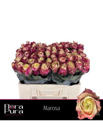 R GR5 MAROSA
