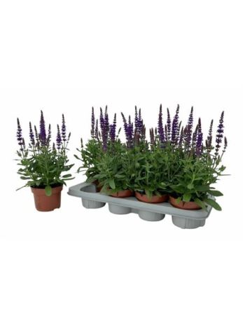 SALVIA NE SE DP BLUE