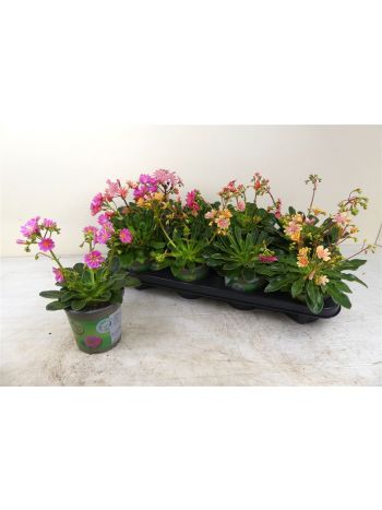 LEWI COTYLEDON